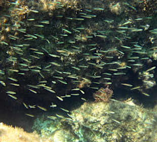 Šnorchlování v oblasti Kalithea