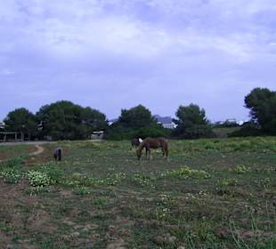 Pferde Ranch