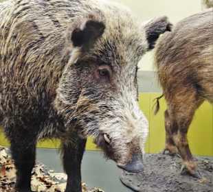 Rundgang durch das Zoologische Museum