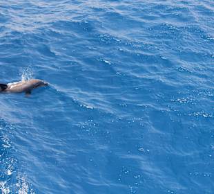 Delfin