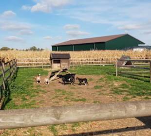 Maislabyrinth Südlohn