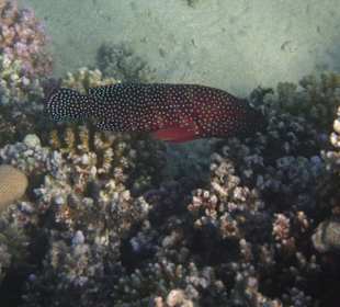 Schnorcheln Makadi Bay