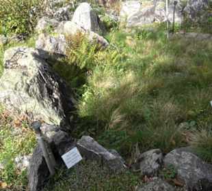 Alpinum