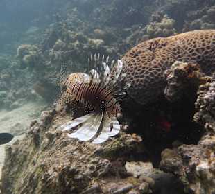 Schnorcheln Makadi Bay