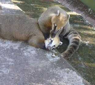 Wodospad Iguazu - zwierzaki