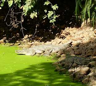 Kachikally Krokodil Park