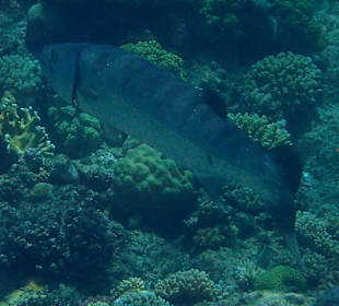 Schnorcheln Marsa Alam