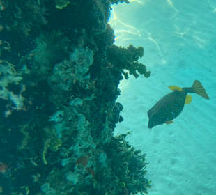 Schnorcheln Hurghada