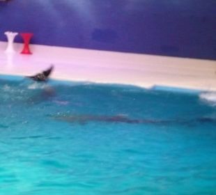 Dolphinarium