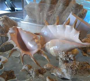 Muscheln in der Ausstellung