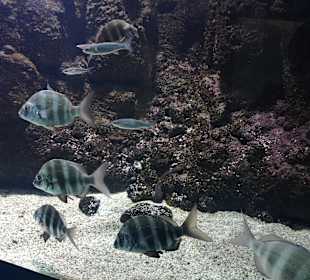 CretAquarium