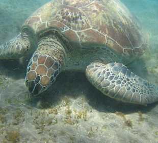 Ausflug nach Abu Dabab