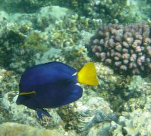 Blauer Segelflossendoktor