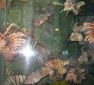 Zierfische in allen Farben