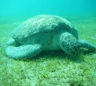 Schildkröte in Abu Dabbab