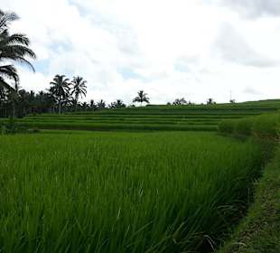 Reisterrassen in der Nähe von Ubud