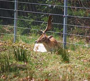 Wildgehege Hirsche