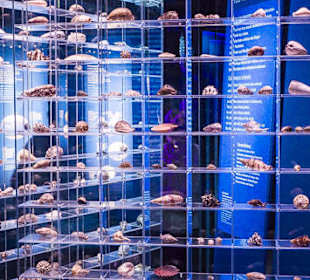 Ein Regal voller Muscheln