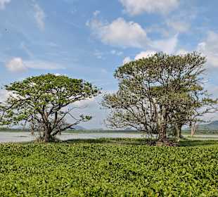Tissa-Lake Sri Lanka