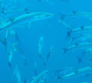 Barracudas - ca. 400 bis 500 Tiere