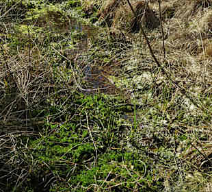 Impressionen aus der Gellener Torfmöörte