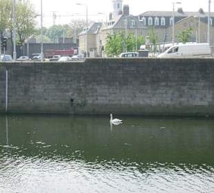 Il cigno nella Liffey