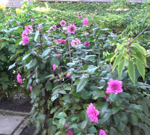Botanischer Garten