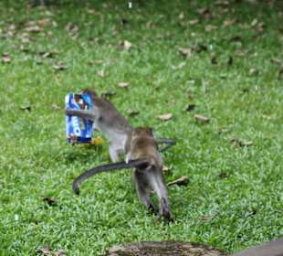 Flüchtende diebische Makaken
