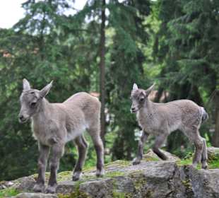 Tierpark Olderdissen