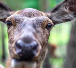 Rotwild im Wildpark Müden