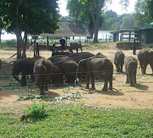 Elefantenwaisenhaus