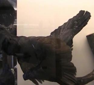 Naturhistorisches Museum