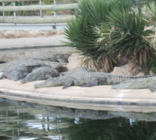 Krokodile auf Djerba 