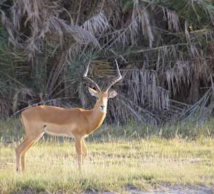 Tierwelt im Nationalpark