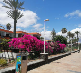 Strand Playa del Ingles