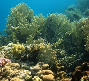 Hotel Stella Makadi Beach Resort