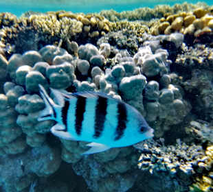 Giftun / Mahmya Inseln