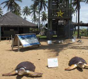 Ausstellung von Wasserschildkröten
