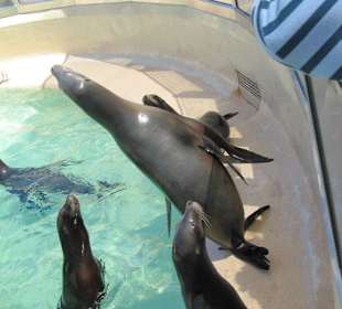 Robbenfüttern möglich daher ist Action im Gehege