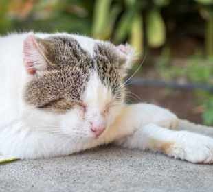 Chillige Klosterkatze