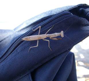 Reptil auf Insel Chrissi!