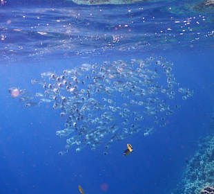 Grossmaulmakrelenschwarm