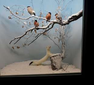 Vogel-und Jagdtierkunde