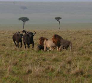 Löwe vs. Büffel