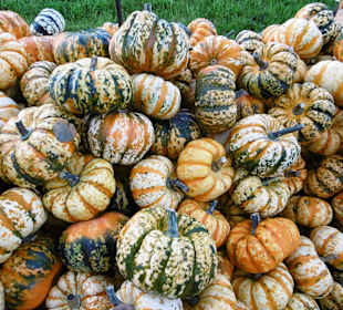 Kürbisausstellung