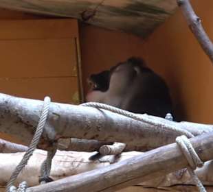 Tierpark Hellabrunn - Welt der Affen