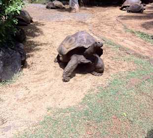 Krokodil Park auf Mauritius