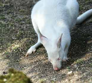 Kameltheater & Weißer Hof