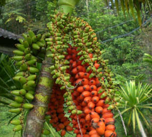 Khao Sok Nationalpark