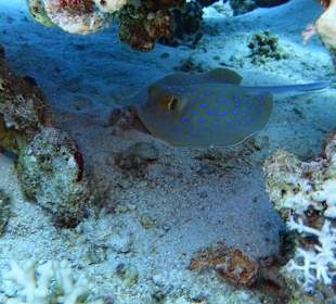 Tauchen mit dem Ilios Dive Club: Blaupunktrochen